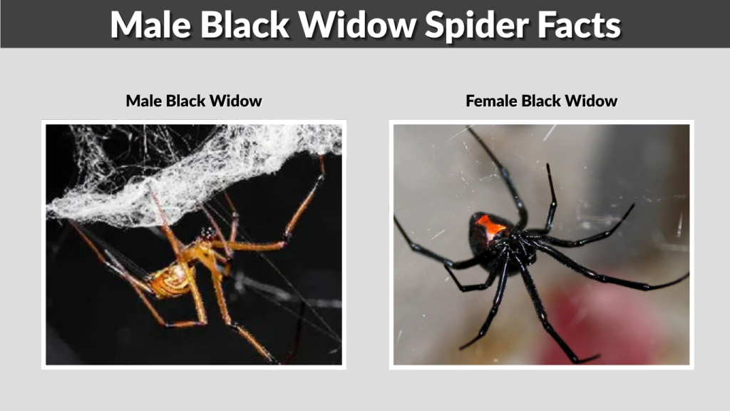 Male Black Widow Spider Facts