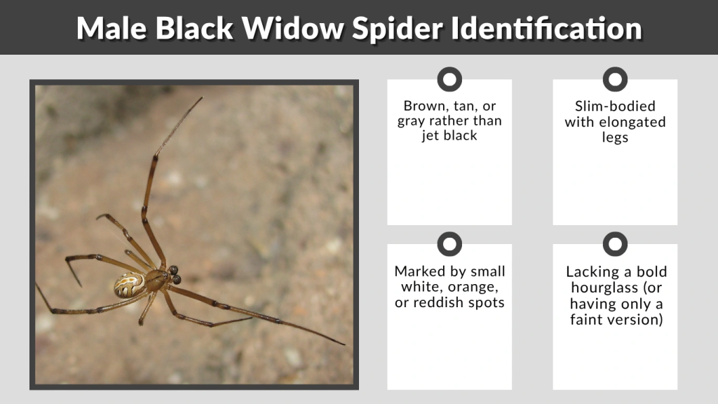 Male Black Widow Spider Identification