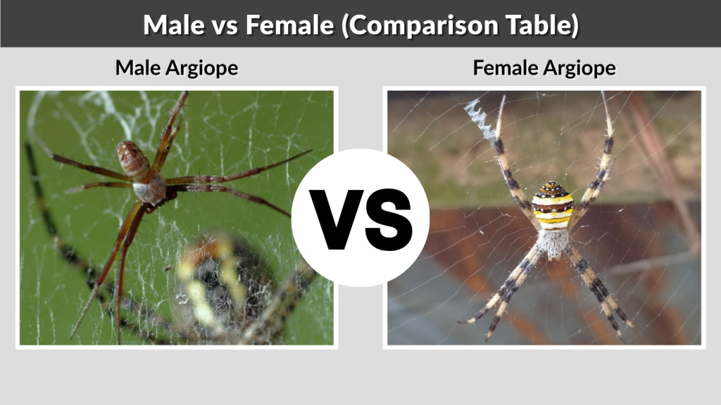 Male vs Female (Comparison Table)