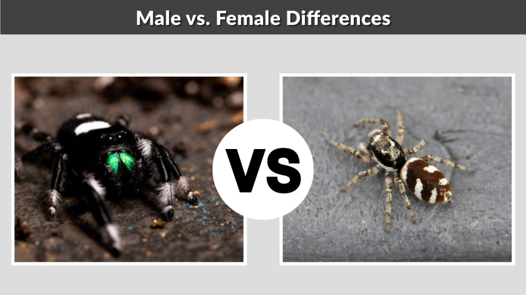 Male vs. Female Differences