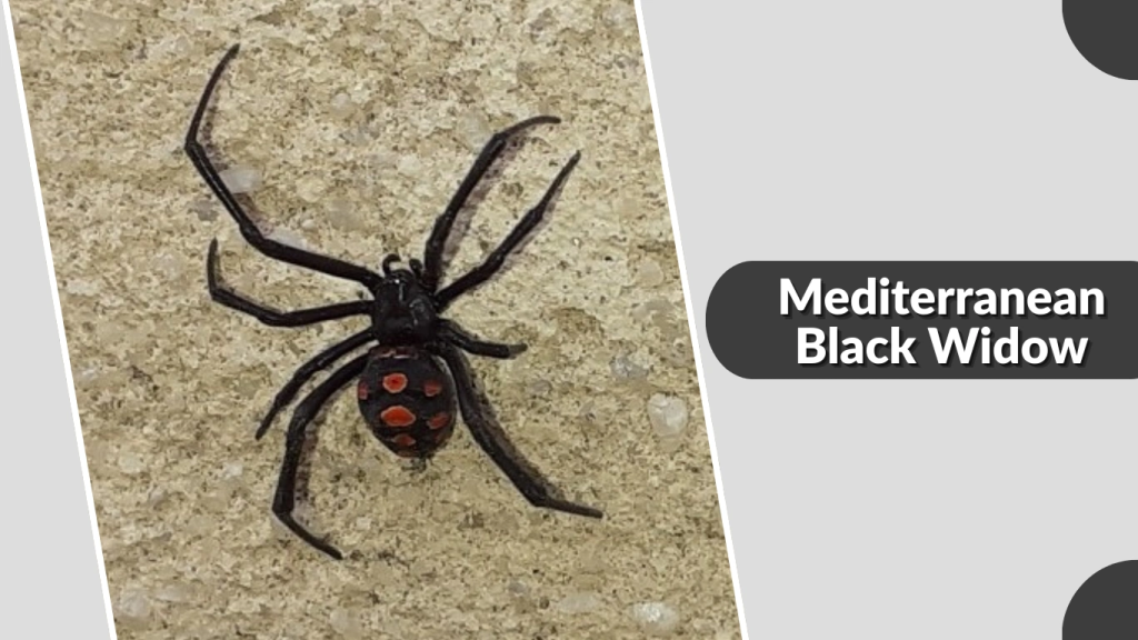 Mediterranean Black Widow