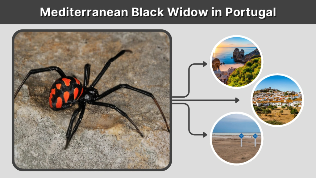 Mediterranean Black Widow in Portugal
