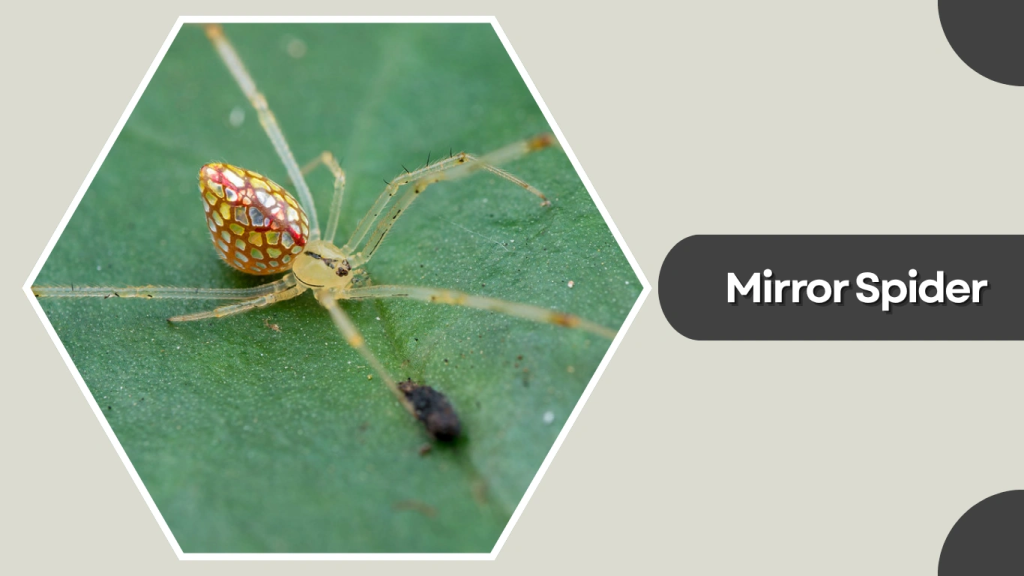 Mirror Spider