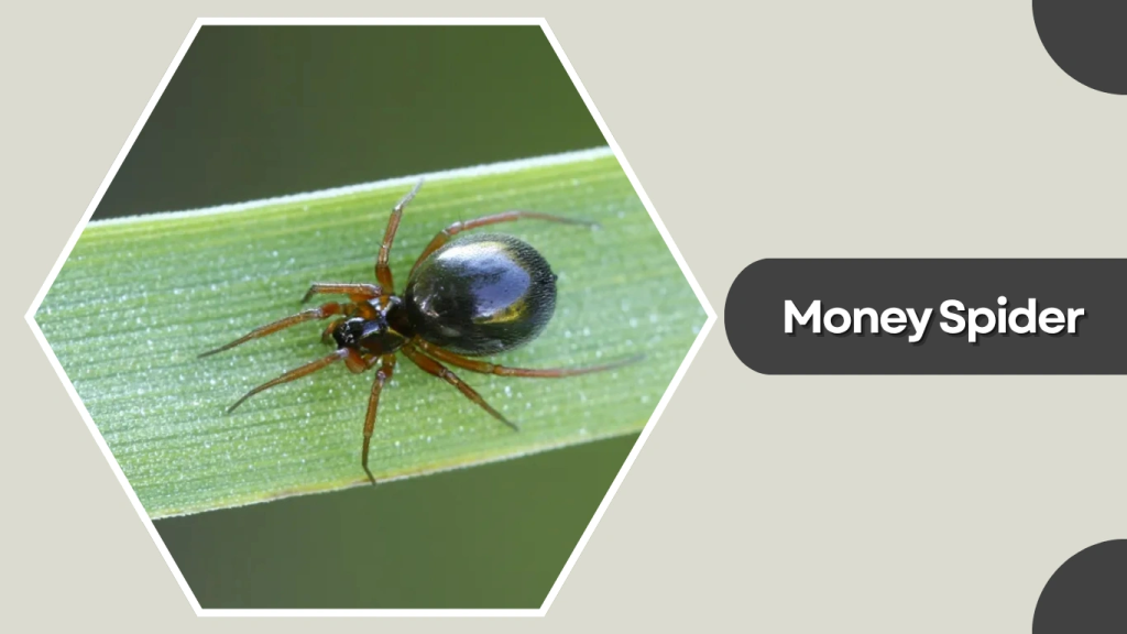 50 Common Types Of Spiders Species Identification With Name Pictures