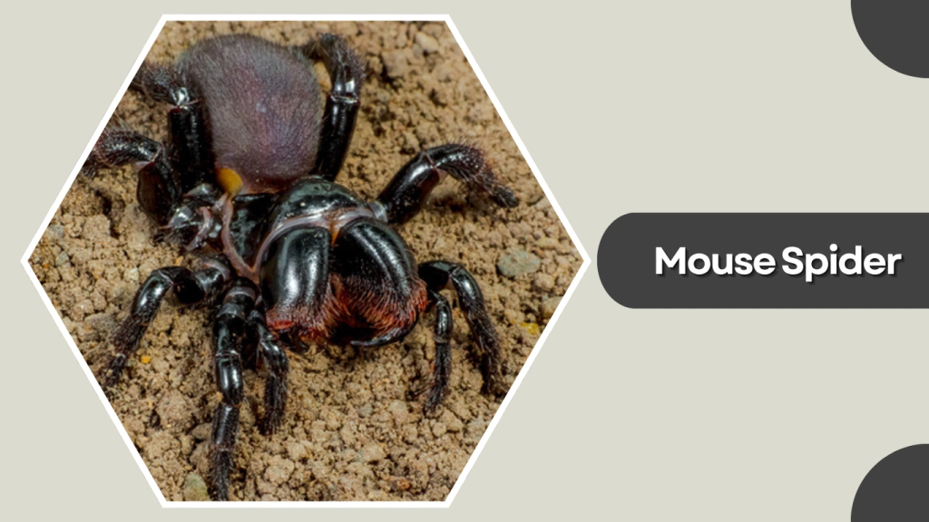 Mouse Spider