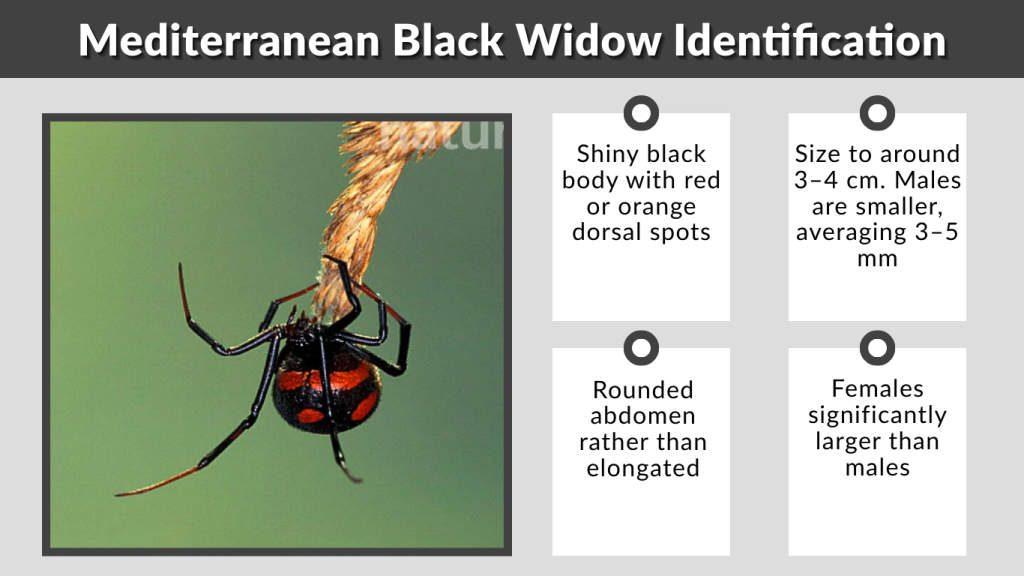 Mediterranean Black Widow Identification