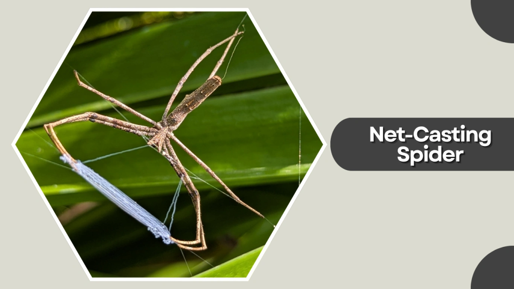 Net-Casting Spider