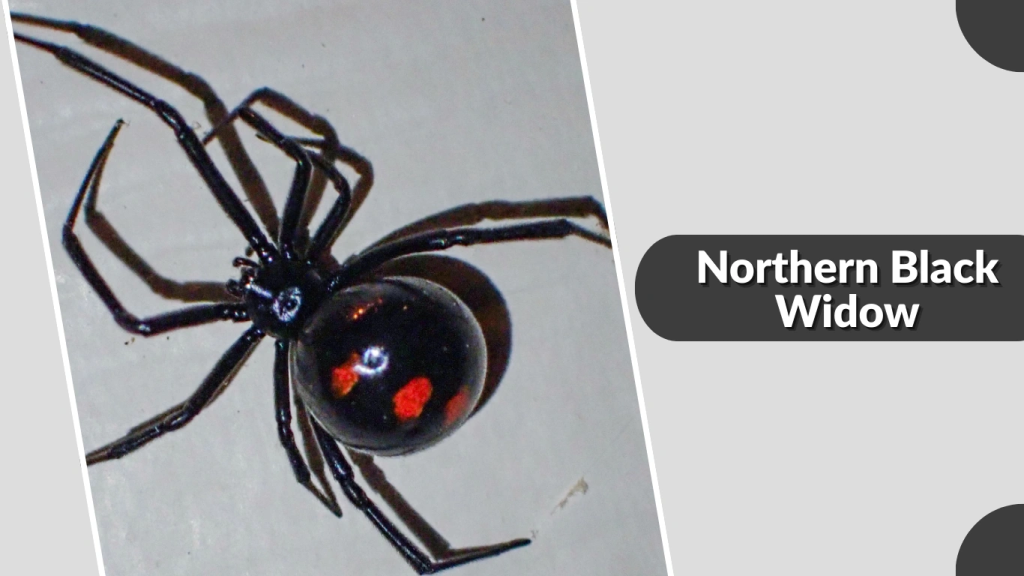 Northern Black Widow