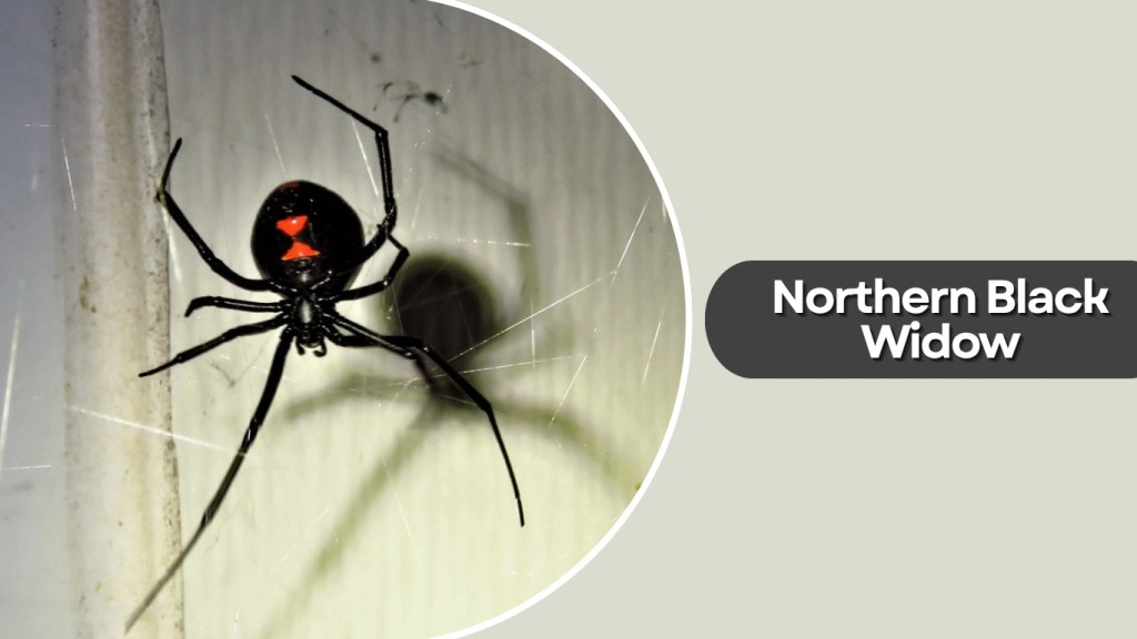 Northern Black Widow
