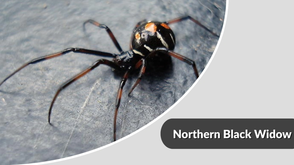 Northern Black Widow