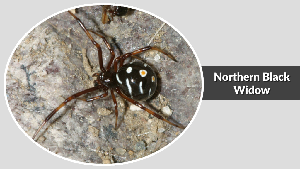 Northern Black Widow