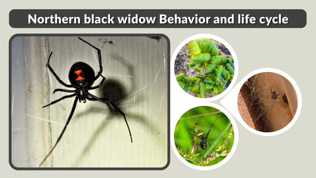Northern black widow Behavior and life cycle