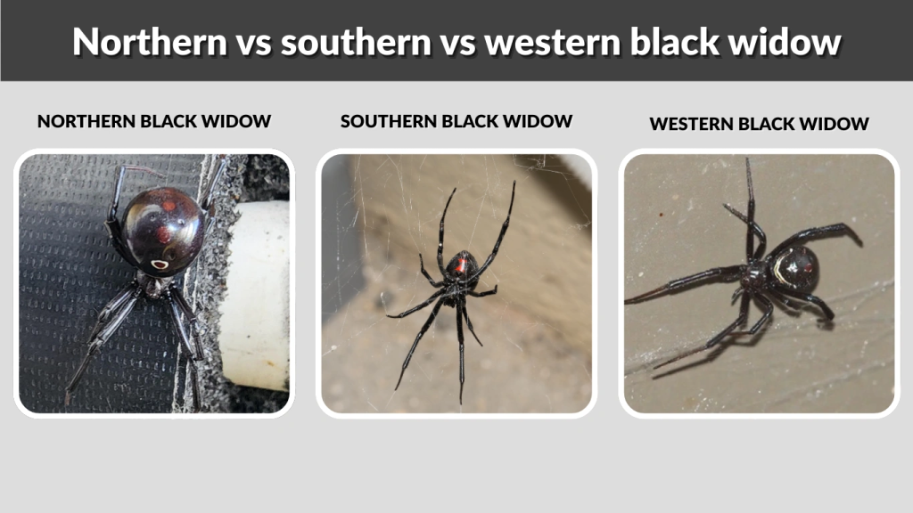 Northern vs southern vs western black widow