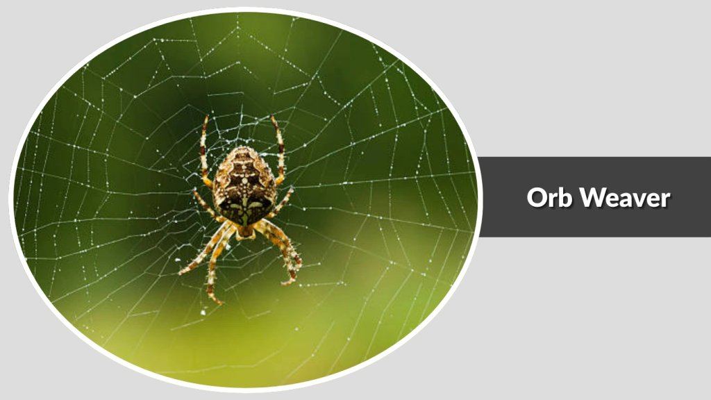 Orb Weaver