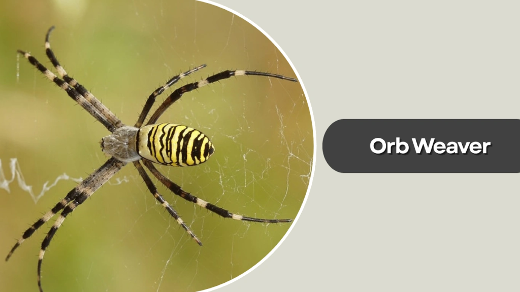 Orb Weaver