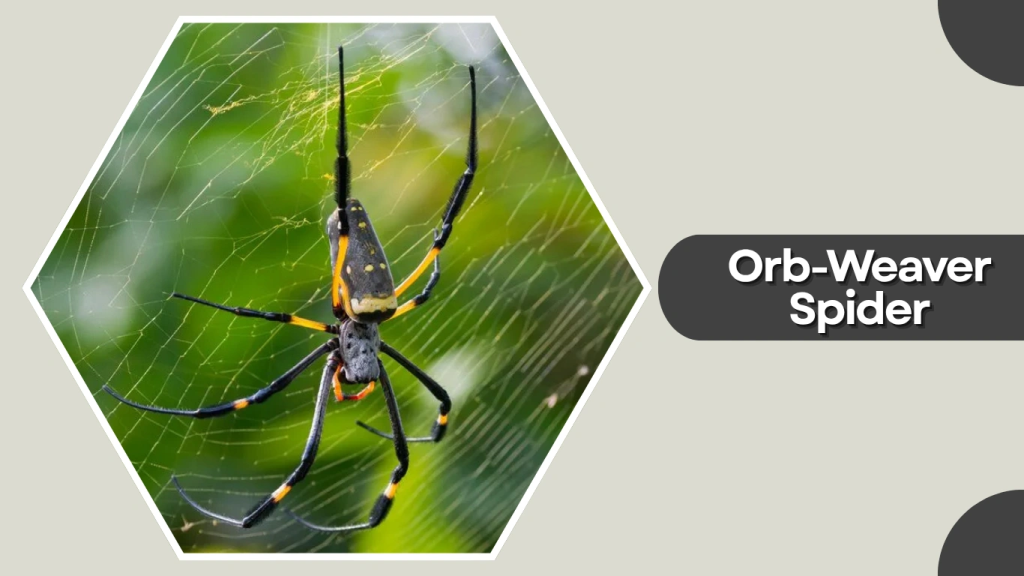 Orb-Weaver Spider