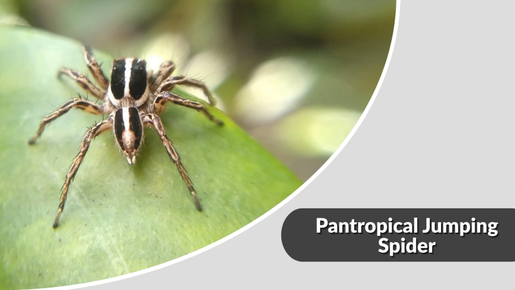 Pantropical Jumping Spider