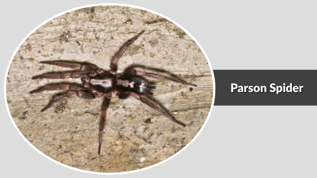 Parson Spider