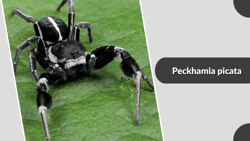 Peckhamia picata