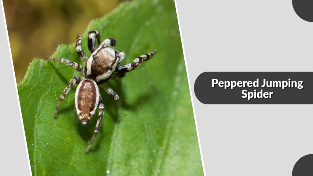 Peppered Jumping Spider