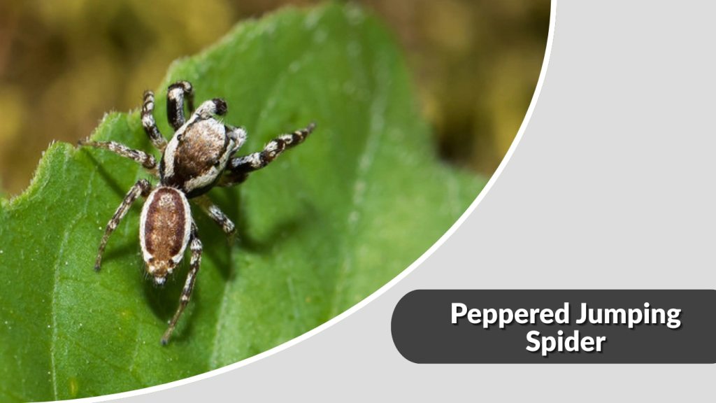 Peppered Jumping Spider