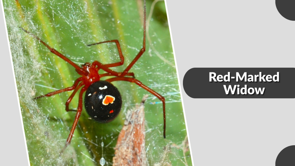 Red-Marked Widow
