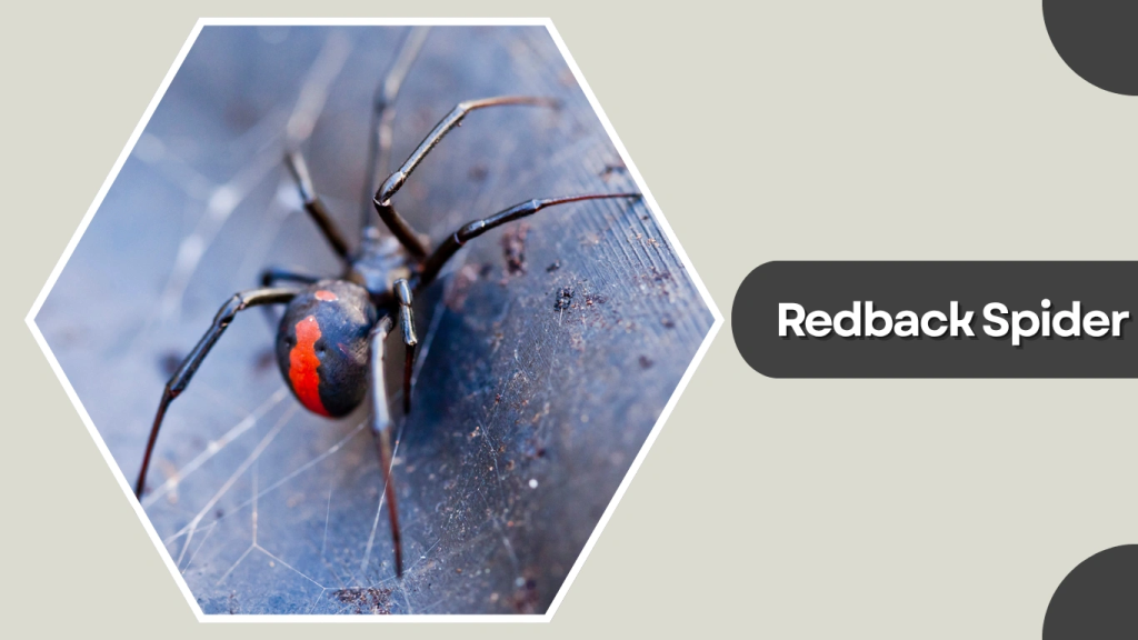 Redback Spider
