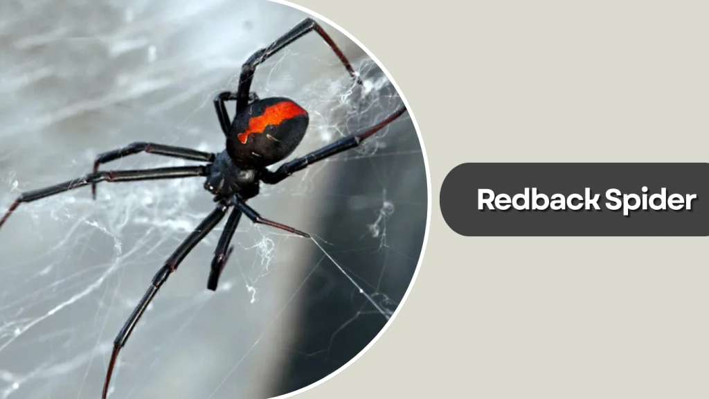 Redback Spider