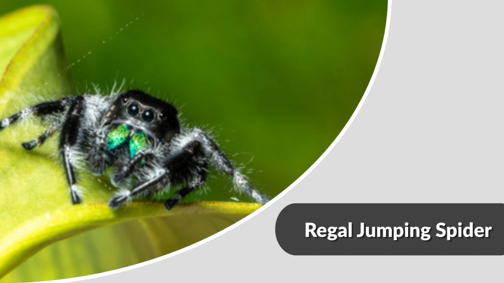 Regal Jumping Spider