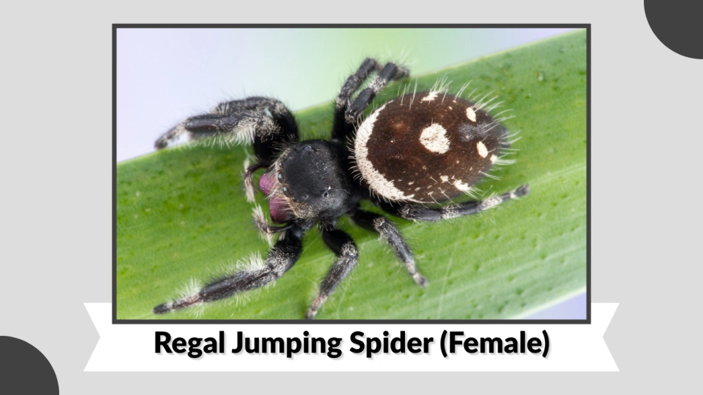Regal Jumping Spider (Female)
