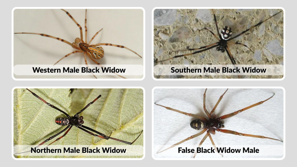 Male Black Widow Spider Identification Size Safety