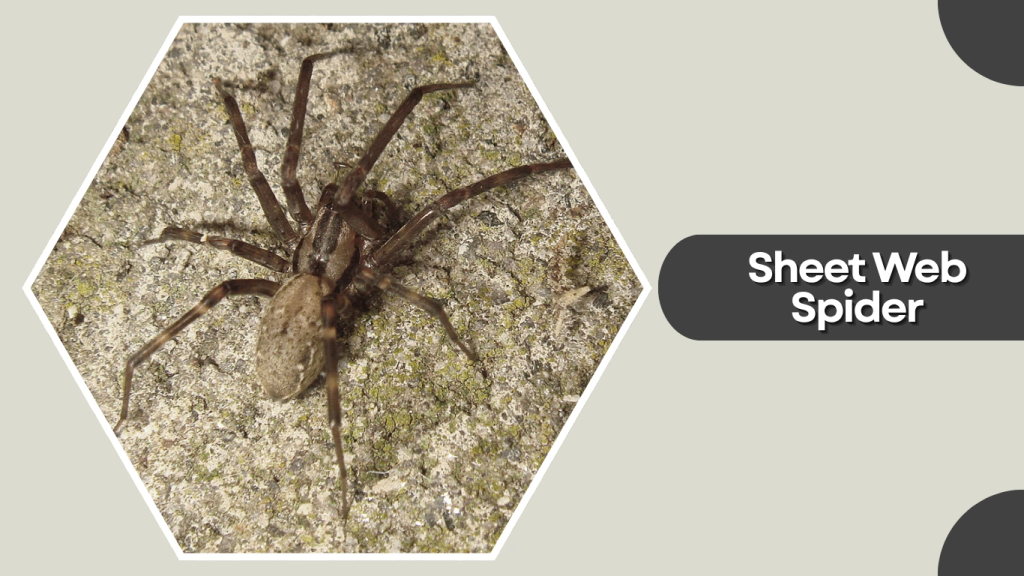 Sheet Web Spider