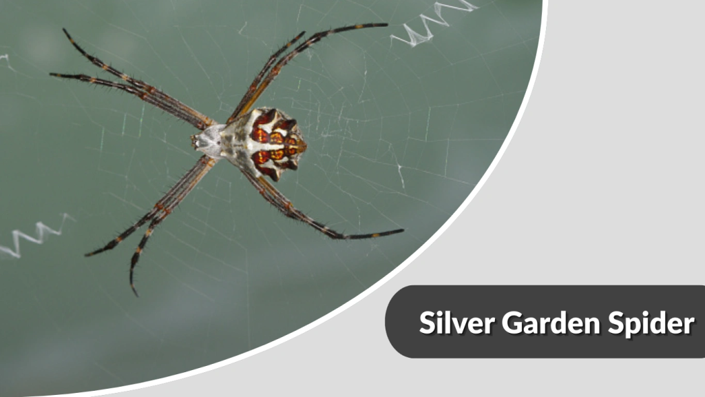 Silver Garden Spider