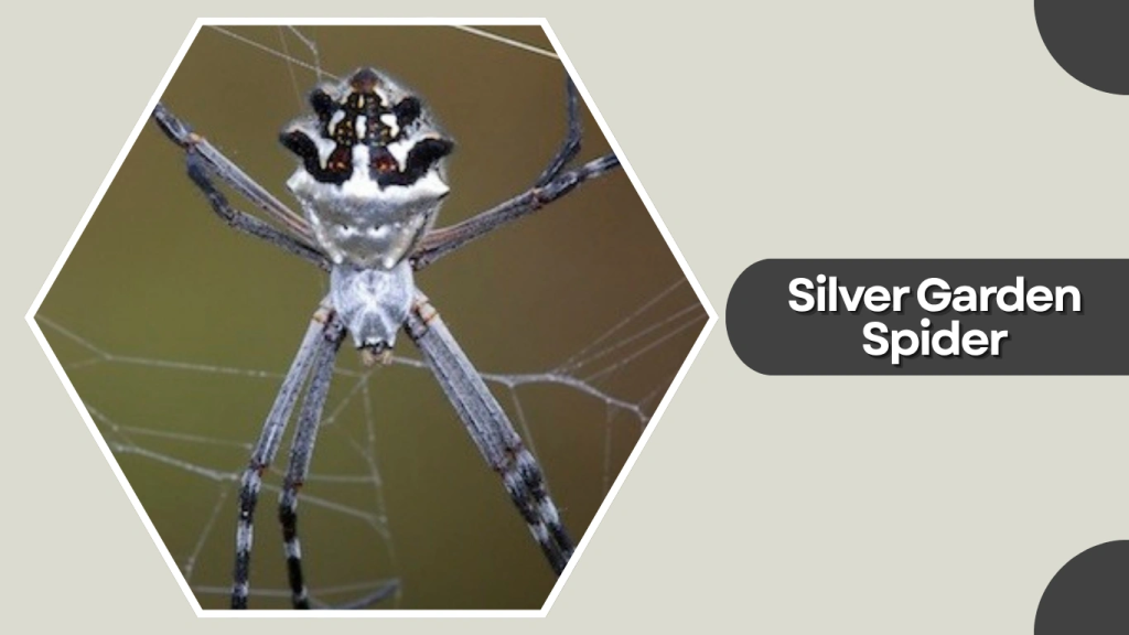 Silver Garden Spider