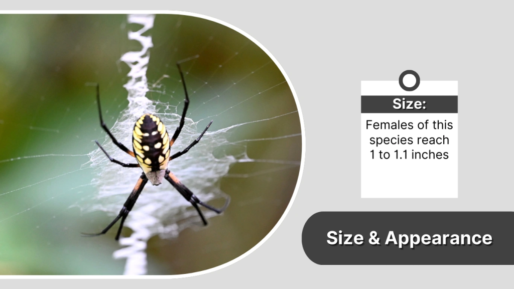 Giant Black and Yellow Spider Size & Appearance