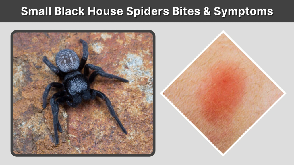 Small Black House Spiders Bites & Symptoms