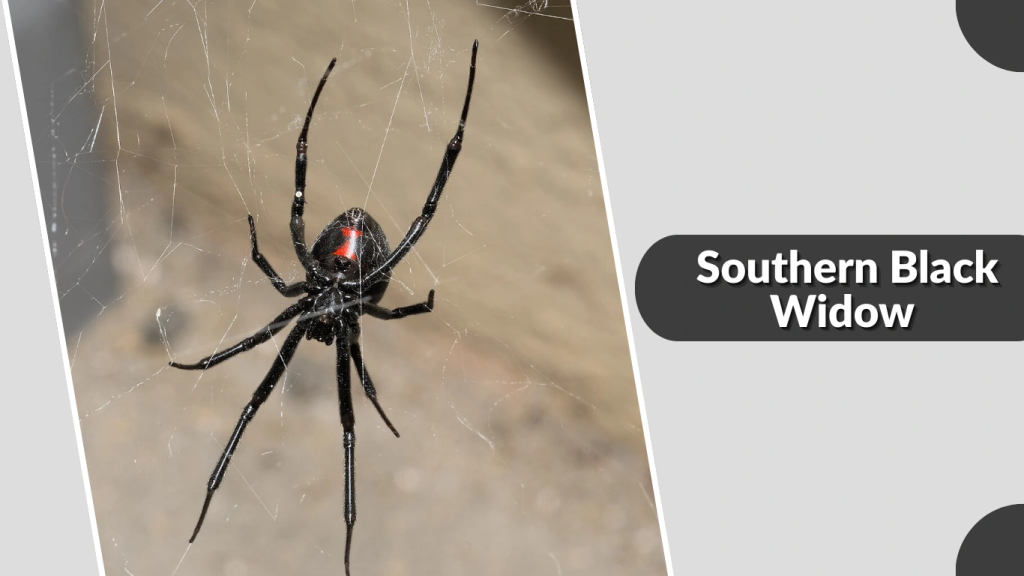 Southern Black Widow 