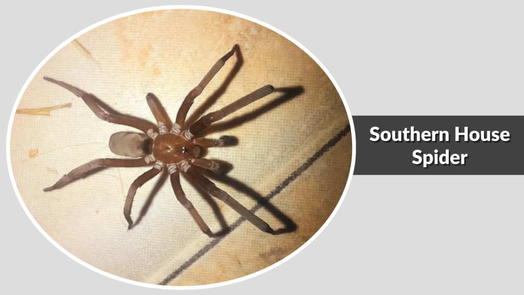 Southern House Spider