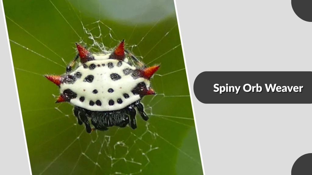 Spiny Orb Weaver