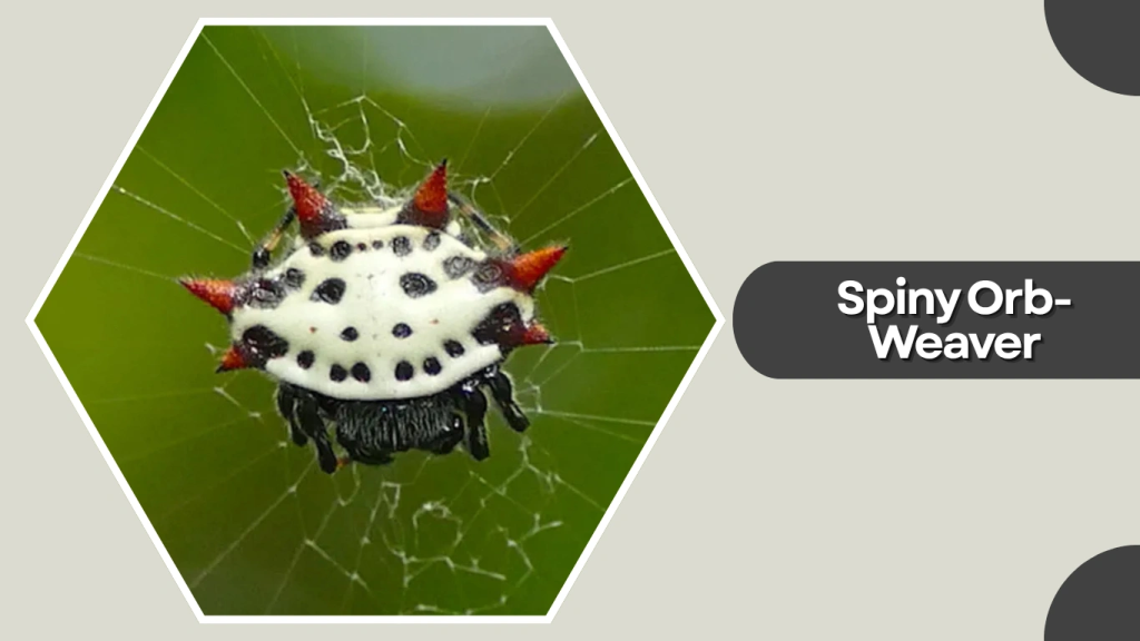 Spiny Orb-Weaver