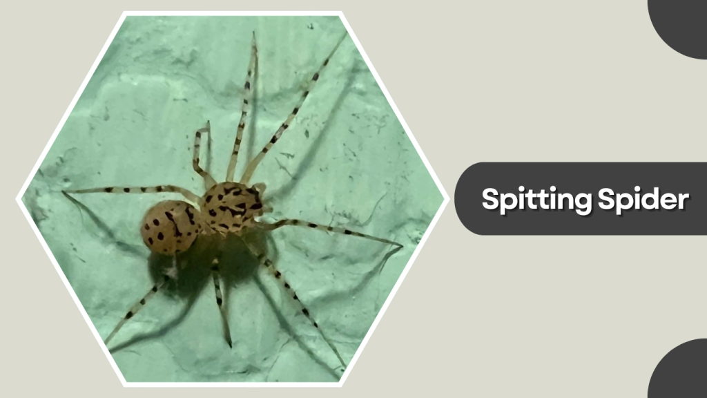 Spitting Spider