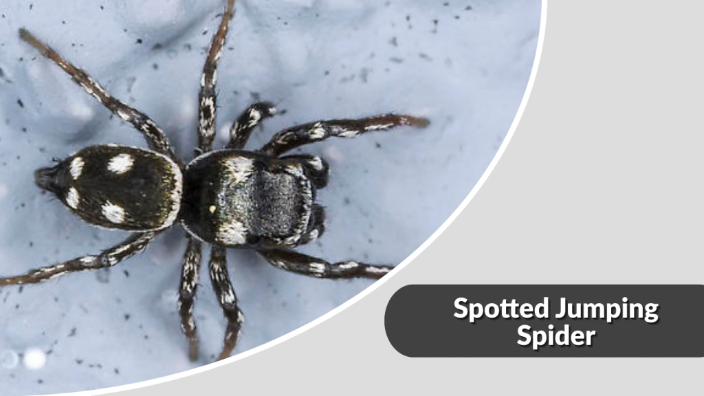 Spotted Jumping Spider