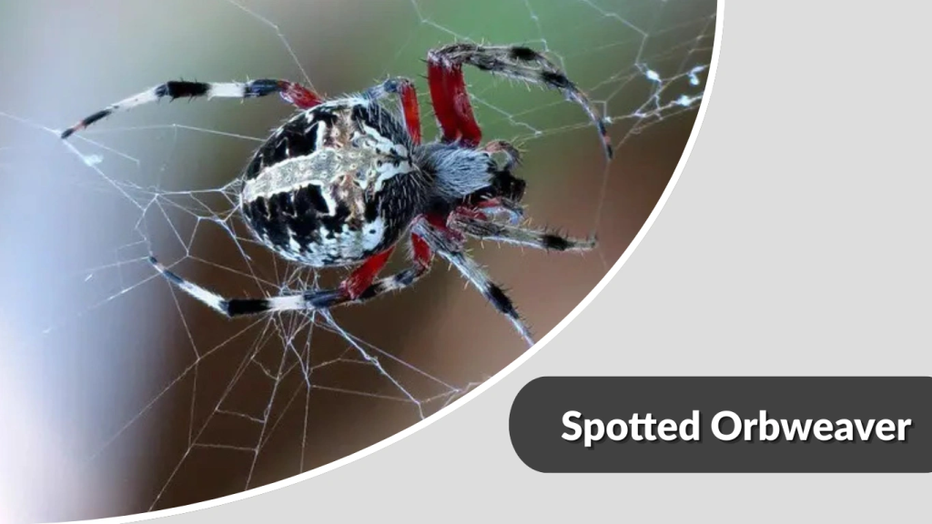 Spotted Orbweaver