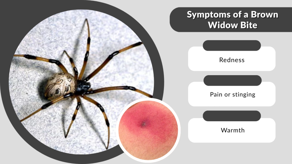 Symptoms of a Brown Widow Bite