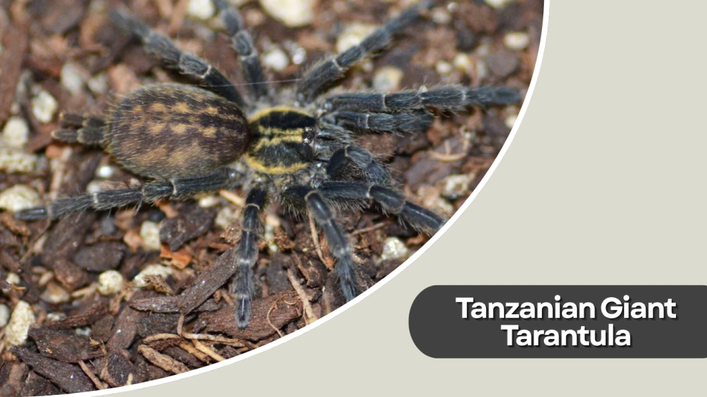 Tanzanian Giant Tarantula