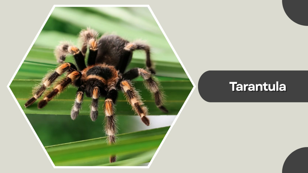 Tarantula