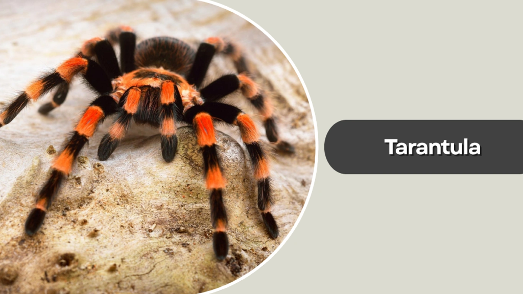 Tarantula