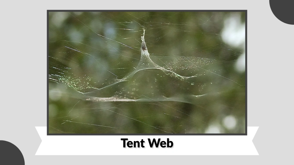 15 Types of spider webs: Identification, Making process with Pictures