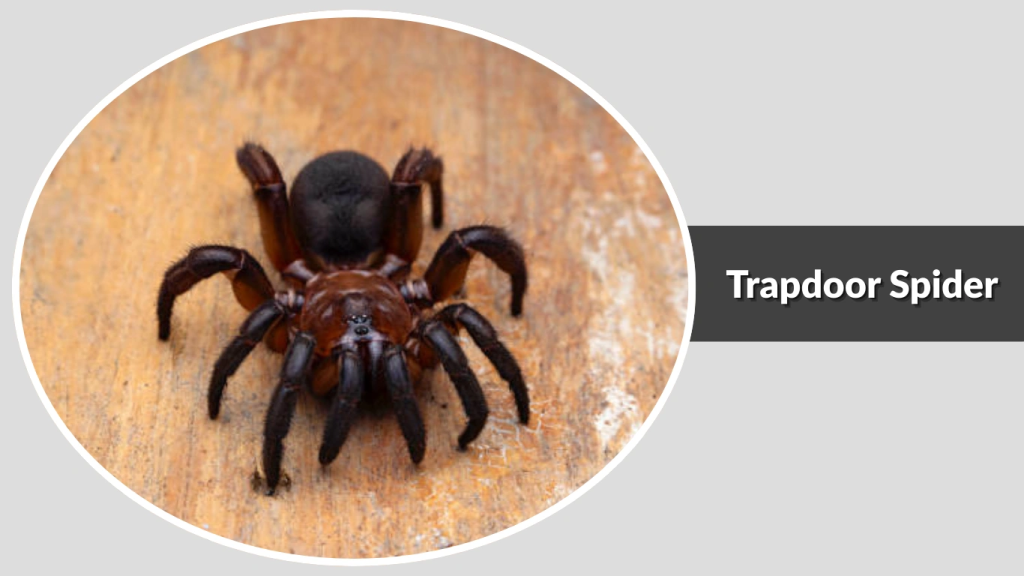 Trapdoor Spider