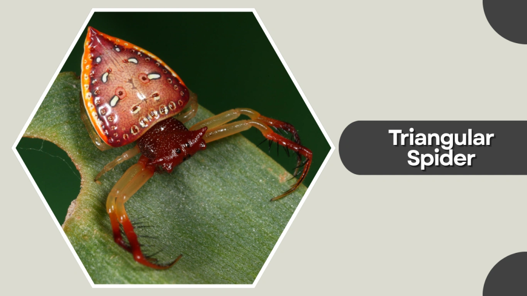 Triangular Spider